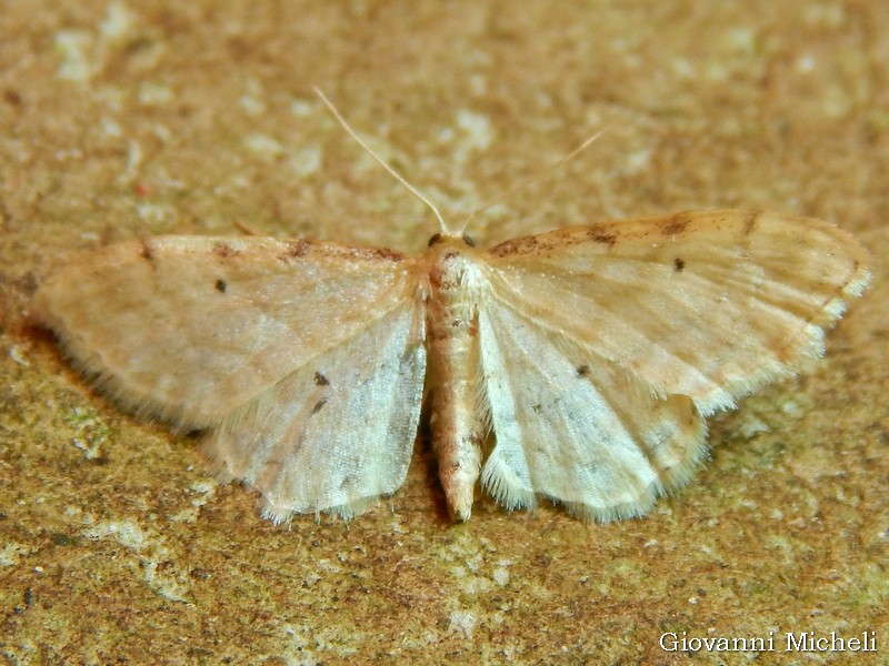 Idaea..?   Idaea cfr. fuscovenosa - Geometridae